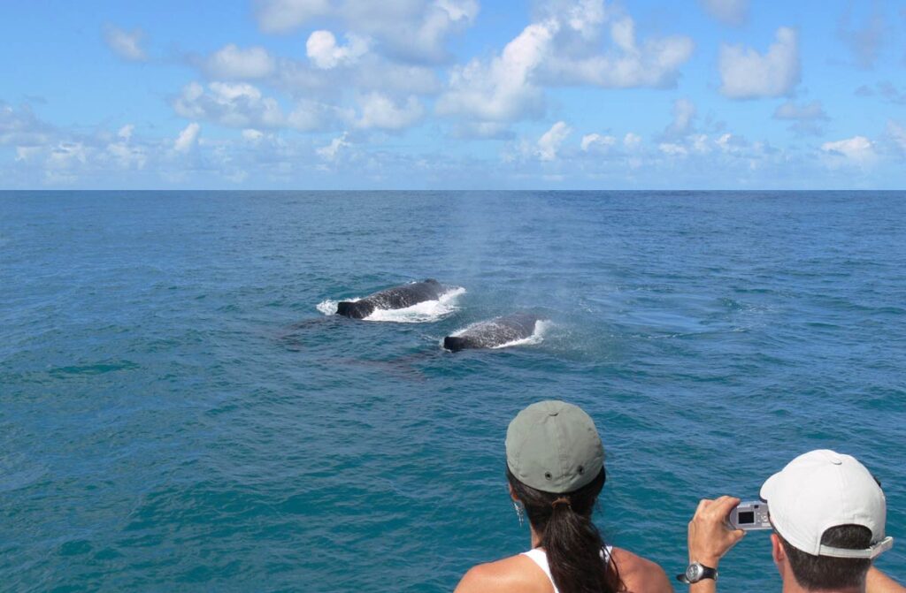 Baleia Jubarte - Arraial d'Ajuda - Porto Seguro, Bahia | Pousada Ilumina